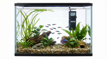 Starter Fish Aquarium with Filter & Safety Lid