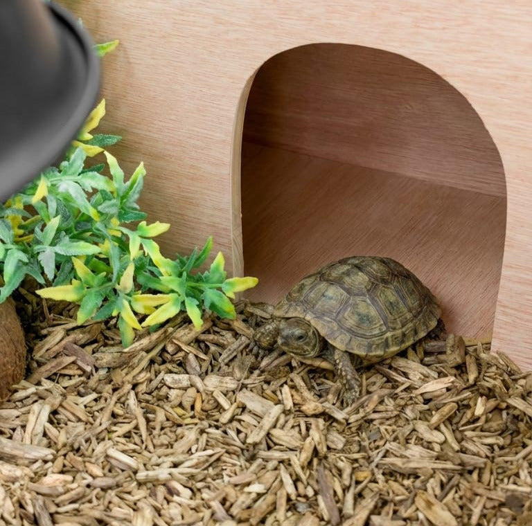 Tortoise in a wooden enclosure with plants and wood chips
